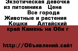 Экзотическая девочка из питомника › Цена ­ 25 000 - Все города Животные и растения » Кошки   . Алтайский край,Камень-на-Оби г.